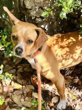 Chihuahua Dogs Available for Adoption - Fletcher | PetCurious