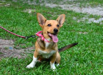 Millie -  Corgi and Chihuahua Dog for Adoption in Willingboro, New Jersey - Millie | PetCurious
