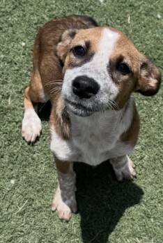 Chancy -  Australian Shepherd and Australian Cattle Dog Blue Heeler Dog for Adoption in Watertown, Connecticut - Chancy | PetCurious