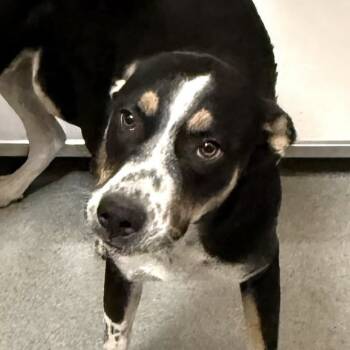 Rescue Australian Cattle Dog Blue Heeler and Pit Bull Terrier Dogs for Adoption in Midland, Texas - FWT Dakota | PetCurious