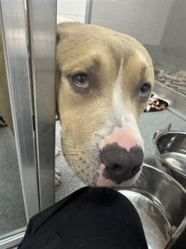 STERLING -  Pit Bull Terrier Dog for Adoption in Indianapolis, Indiana - STERLING | PetCurious