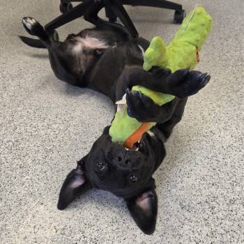 Sunny -  Mixed Breed Dog for Adoption in Cooperstown, New York - Sunny | PetCurious