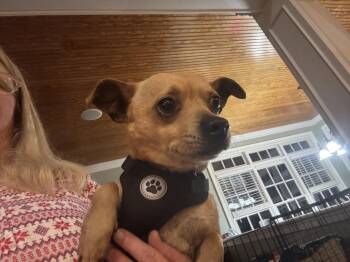 Chihuahua Dogs Available for Adoption in Holly Springs, North Carolina - Pine | PetCurious
