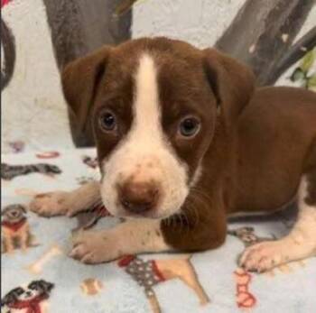 Gaelic -  Mixed Breed Dog for Adoption in West Chester, Pennsylvania - Gaelic | PetCurious