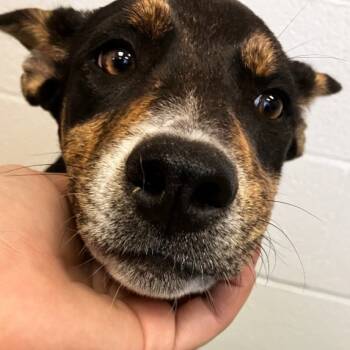 Rescue Mixed Breed Dogs for Adoption in Brenham, Texas - Franny | PetCurious