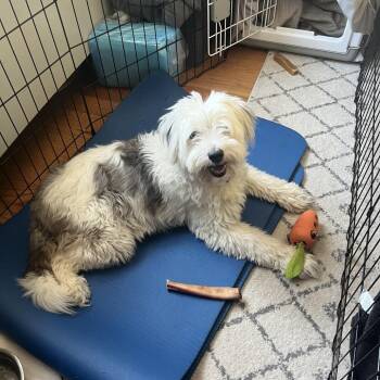 Gouda -  Terrier and Mixed Breed Dog for Adoption in New York, New York - Gouda | PetCurious
