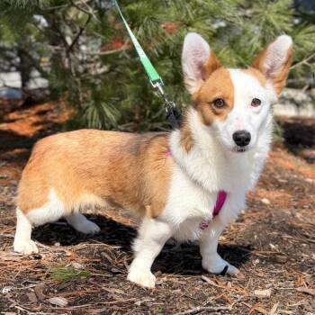 Corgi Dogs Available for Adoption - Kourtney Corg-dashian | PetCurious