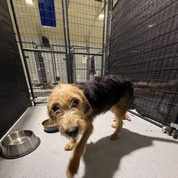 Chewy -  Airedale Terrier Dog for Adoption in Ruston, Louisiana - Chewy | PetCurious