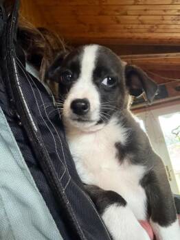 D2 Yahtzee -  Terrier Dog for Adoption in Ashland, Wisconsin - D2 Yahtzee | PetCurious