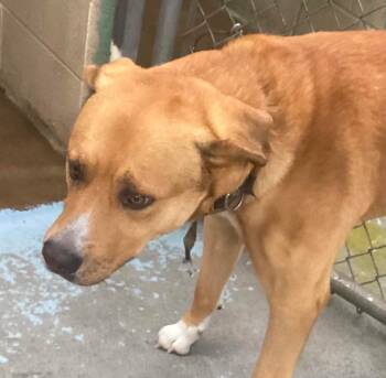 Jack -  Labrador Retriever Dog for Adoption in Beebe, Arkansas - Jack | PetCurious