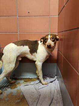 Australian Cattle Dog Blue Heeler and Mixed Breed Dogs Available for Adoption in Houston, Texas - CAIRO | PetCurious