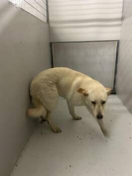German Shepherd Dog Dogs Available for Adoption in Conroe, Texas - A426678 | PetCurious