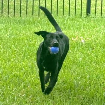 Black Labrador Retriever and Australian Shepherd Dogs Available for Adoption in Corpus Christi, Texas - Remy                                 | PetCurious