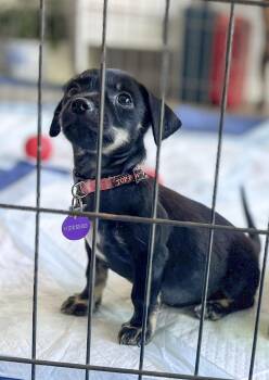 Aphrodite -  Chihuahua Dog for Adoption in West Hollywood, California - Aphrodite | PetCurious