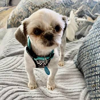 Dex Miller -  Shih Tzu Dog for Adoption in Plano, Texas - Dex Miller | PetCurious