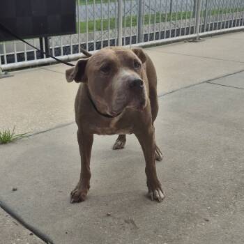 Rescue Pit Bull Terrier Dogs for Adoption in Lake Panasoffkee, Florida - Chester | PetCurious