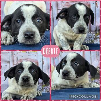 Australian Cattle Dog Blue Heeler Dogs Available for Adoption - Debbie | PetCurious