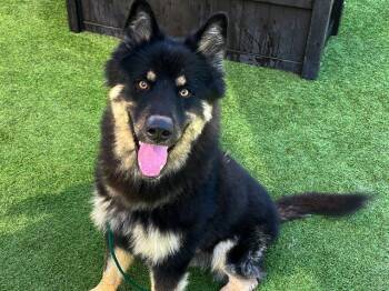 Rescue German Shepherd Dog Dogs for Adoption in Tustin, California - CHAMP | PetCurious