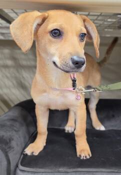 Cherry -  Dachshund and Beagle Dog for Adoption in San Antonio, Texas - Cherry | PetCurious