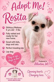 Rosita -  Shih Tzu and Maltese Dog for Adoption in Oak Creek, Wisconsin - Rosita | PetCurious