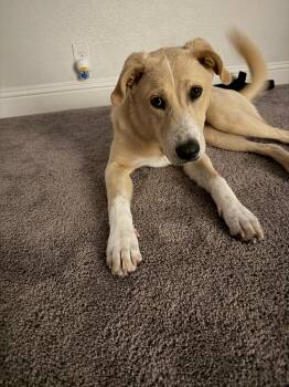 Josey -  Golden Retriever Dog for Adoption in Frisco, Texas - Josey | PetCurious