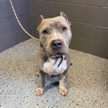 TUSC-Stray-84664 -  Pit Bull Terrier and Mixed Breed Dog for Adoption in Tuscaloosa, Alabama - TUSC-Stray-84664 | PetCurious