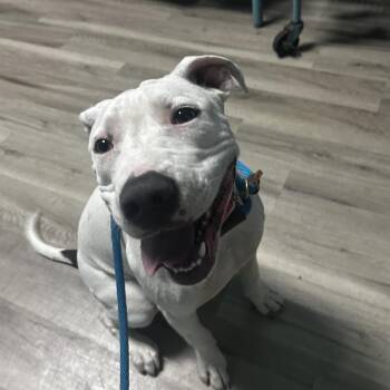 Constellation -  Terrier Dog for Adoption in St. Louis, Missouri - Constellation | PetCurious