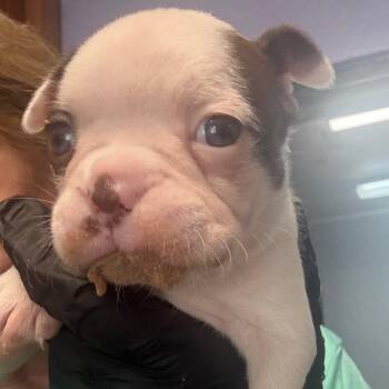 Lucy -  Boston Terrier and French Bulldog Dog for Adoption in Newport, Tennessee - Lucy | PetCurious