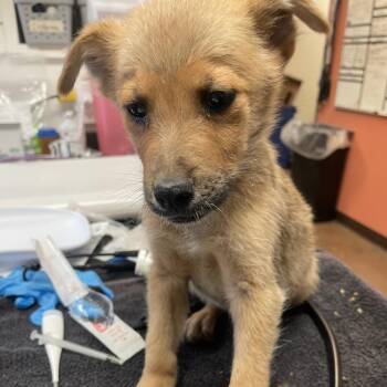 Wrench -  Mixed Breed Dog for Adoption in Flagstaff, Arizona - Wrench | PetCurious