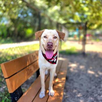 Miles -  Yellow Labrador Retriever Dog for Adoption in Port Charlotte, Florida - Miles | PetCurious