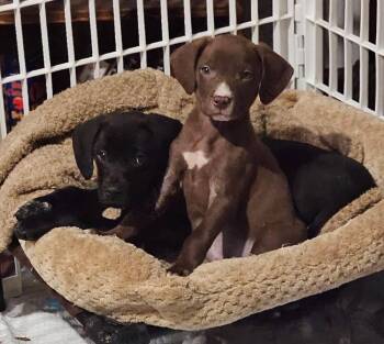 Terrier Dogs Available for Adoption in Colorado Springs, Colorado - Briar | PetCurious