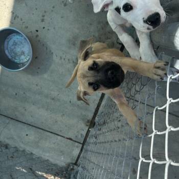 Mastiff and Mixed Breed Dogs Available for Adoption in Clearwater, Florida - Sandy | PetCurious
