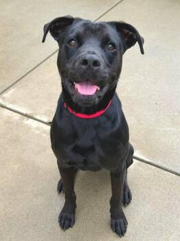 REESE -  Labrador Retriever and Mixed Breed Dog for Adoption in Sacramento, California - REESE | PetCurious