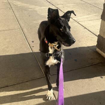 Colin -  Border Collie and Mixed Breed Dog for Adoption in Falls Church, Virginia - Colin | PetCurious