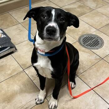 Rescue Mixed Breed Dogs for Adoption in Troutdale, Oregon - Melody (mcas) | PetCurious