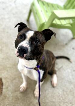 Pit Bull Terrier Dogs Available for Adoption - RIVER | PetCurious
