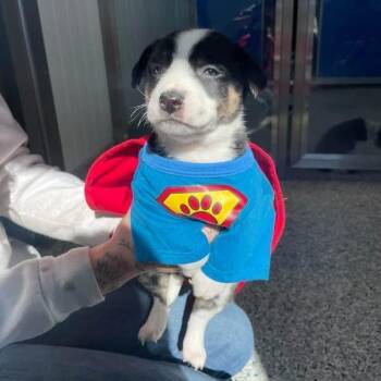Whopper -  Border Collie Dog for Adoption in Prineville, Oregon - Whopper | PetCurious