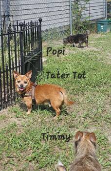 Tater Tot -  Corgi and Dachshund Dog for Adoption in Brooksville, Florida - Tater Tot | PetCurious