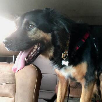 Thea -  Flat Coated Retriever and Mixed Breed Dog for Adoption in Lynchburg, Virginia - Thea | PetCurious