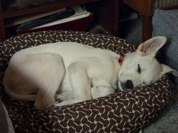 Jive -  Mixed Breed Dog for Adoption in Saskatoon, Saskatchewan - Jive | PetCurious