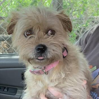 Luna -  Norfolk Terrier Dog for Adoption in Edinburg, Texas - Luna | PetCurious