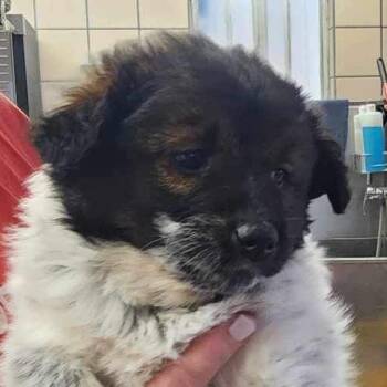 Rescue Mixed Breed Dogs for Adoption in Las Vegas, Nevada - Lucy Charlie AZ PDR | PetCurious