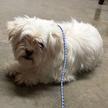 Ruby -  Maltese and Mixed Breed Dog for Adoption in Spring Hill, Kansas - Ruby | PetCurious