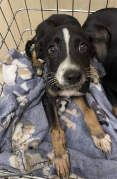 CORY -  Black And Tan Coonhound and Black Mouth Cur Dog for Adoption in Clyde, North Carolina - CORY | PetCurious