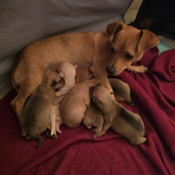 Chihuahua and Pug Dogs Available for Adoption - Willow | PetCurious