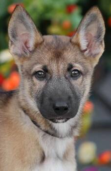 Amigo von Jasmine -  German Shepherd Dog Dog for Adoption in Los Angeles, California - Amigo Von Jasmine | PetCurious