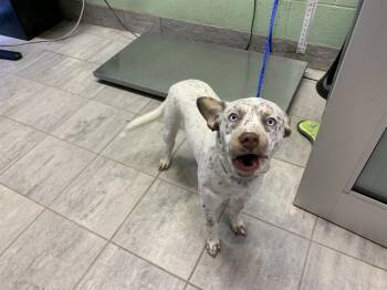 Australian Cattle Dog Blue Heeler and Mixed Breed Dogs Available for Adoption in Grand Prairie, Texas - MERCI | PetCurious