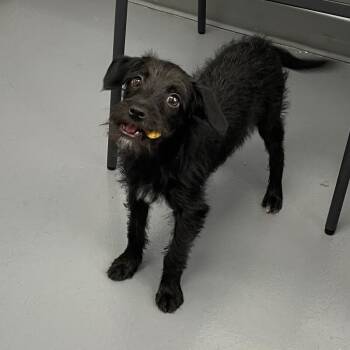 Schnauzer and Mixed Breed Dogs Available for Adoption - Max | PetCurious