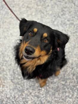 Australian Shepherd and Mixed Breed Dogs Available for Adoption - Rowdy | PetCurious