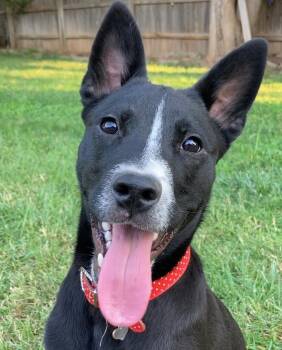 Rescue Mcnab and Terrier Dogs for Adoption in Red Bluff, California - Stitch | PetCurious